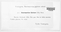 Amerosporium caricum image
